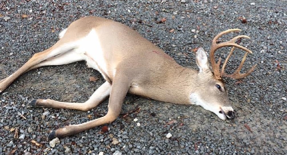 family-offers-reward-after-deer-is-killed-illegally-on-their-land-wbbj-tv