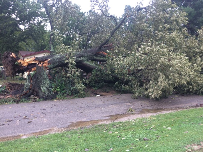 Tree Falls Knocks Out Power Blocks Road In Crockett County Wbbj Tv