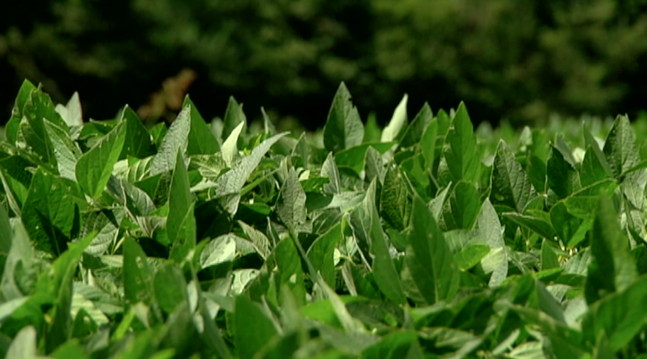 Taproot Decline Poses Threat to Tennessee Soybean Production  – WBBJ TV