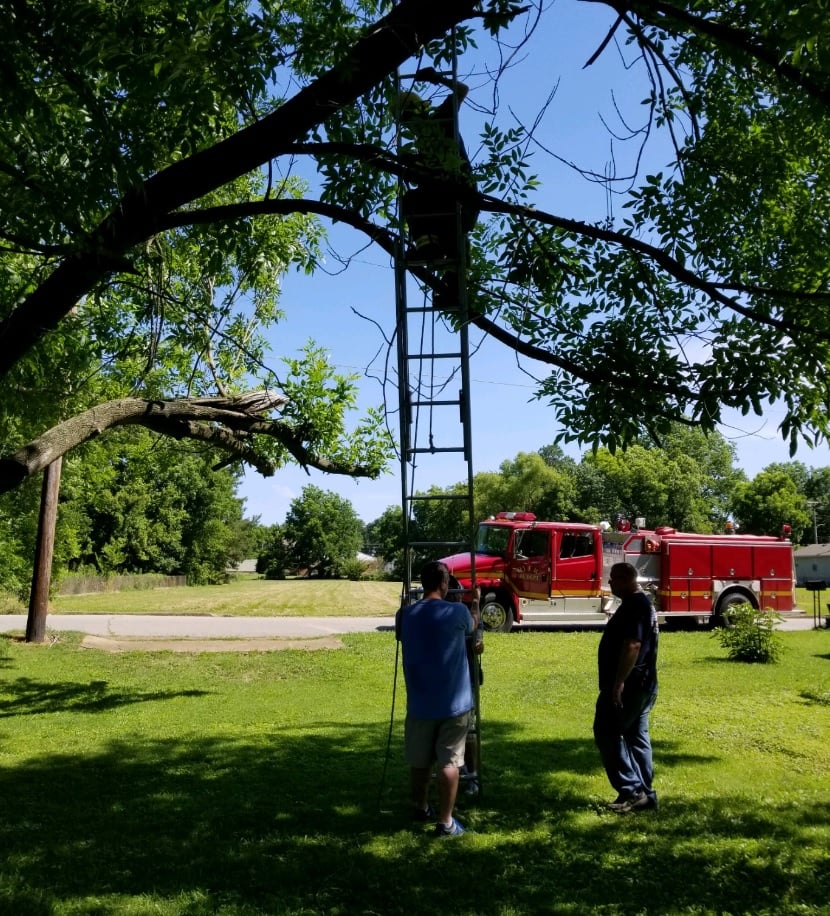 Local fire department helps get cat down from tree WBBJ TV