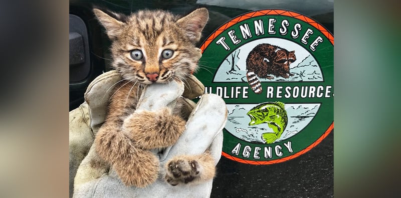 TWRA officer rescues bobcat kitten - WBBJ TV