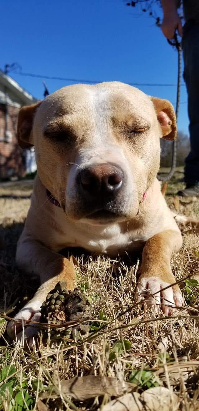 Pet of the Week Peaches WBBJ TV