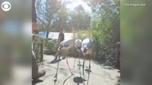 Flamingos Take A Walk