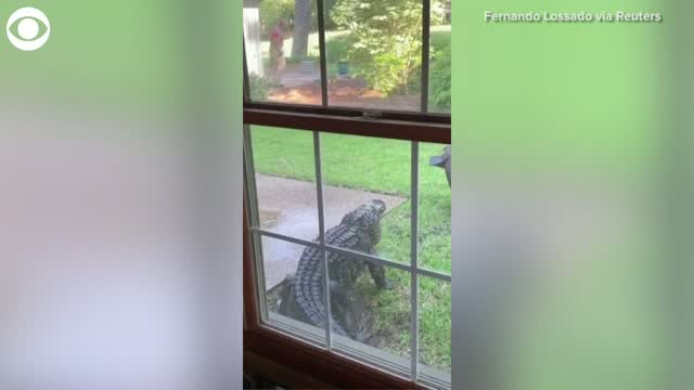 Backyard Alligator