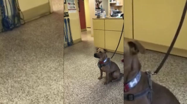 Pet Of The Week Chip
