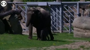 Elephant Takes First Walk Outside