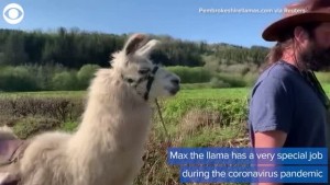 Llama Makes Special Deliveries