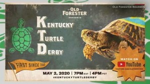 Turtle Derby