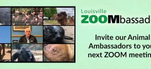 Louisville Zoo Zoom Calls
