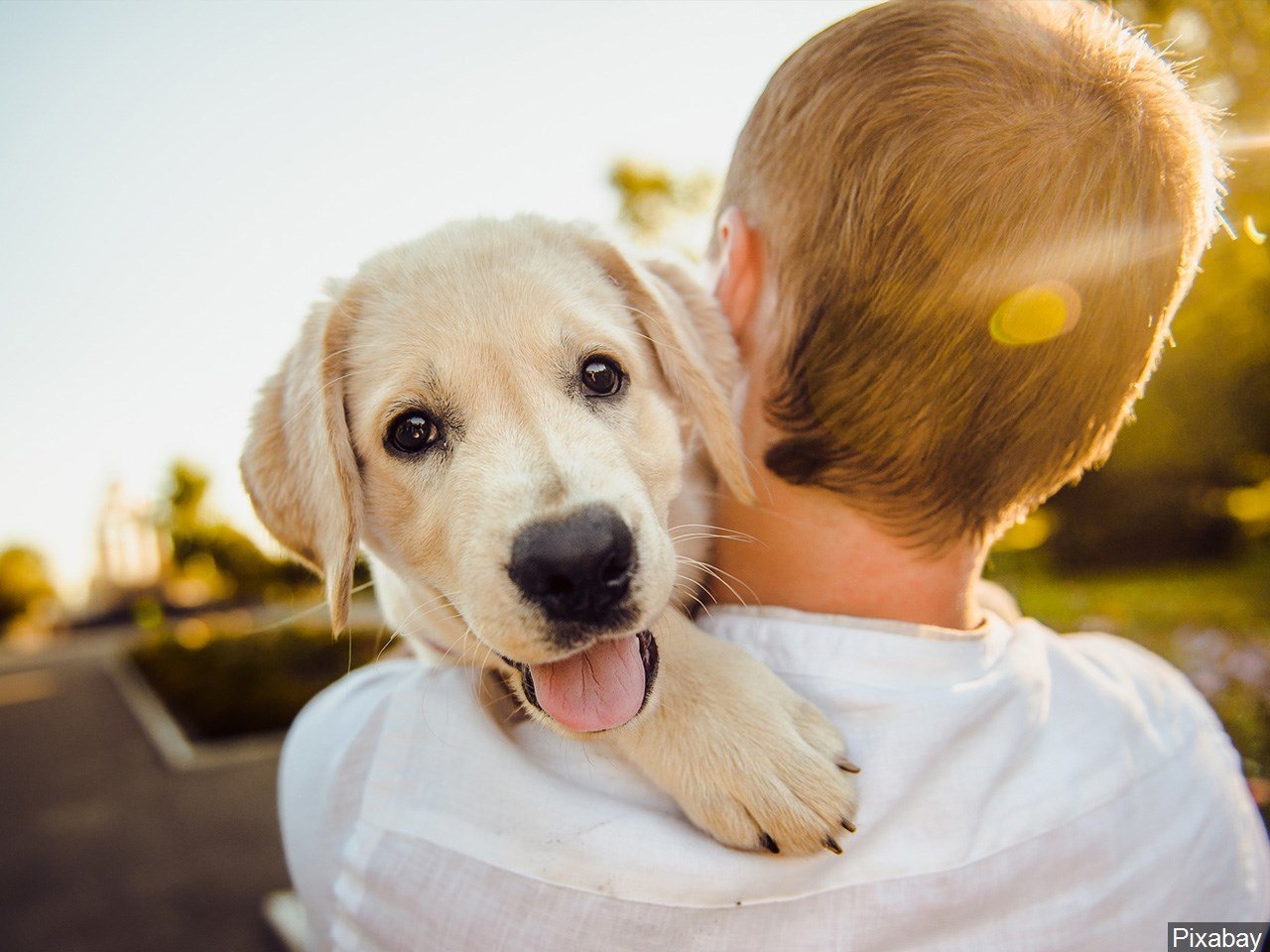 American Kennel Club reveals most popular dog breeds WBBJ TV