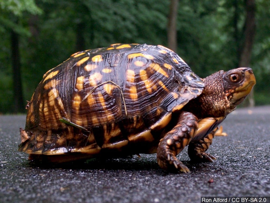 Tortoises compete in Kentucky Turtle Derby - WBBJ TV