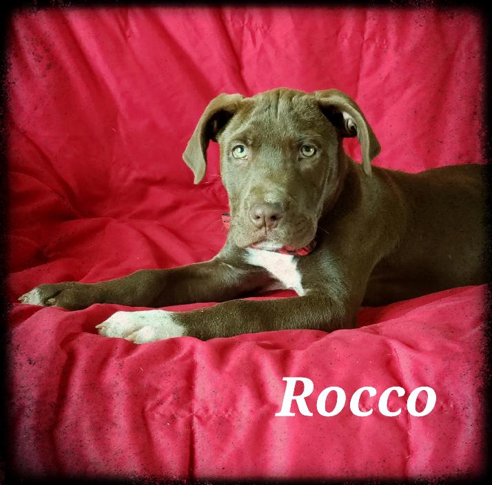 Pet Of The Week Rocco