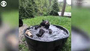 Bear Bath