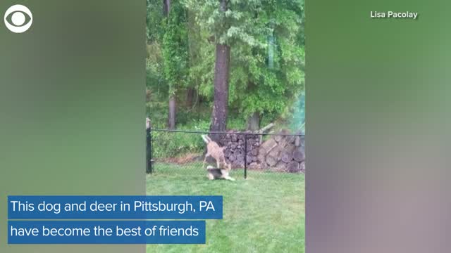 Playful Deer
