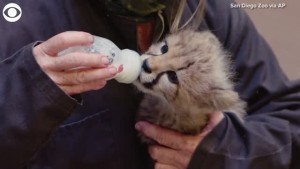 Cheetah Cub Being Hand Raised At San Diego Zoo Safari Park