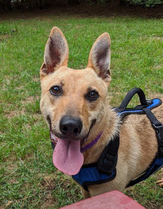 Pet Of The Week Trixie