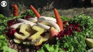 Elephant 57th Birthday