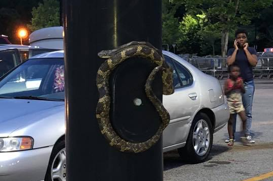Snake