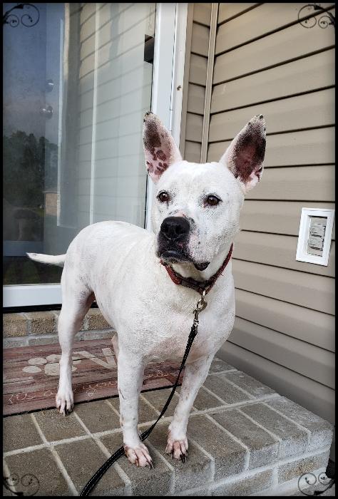 Pet Of The Week Layla