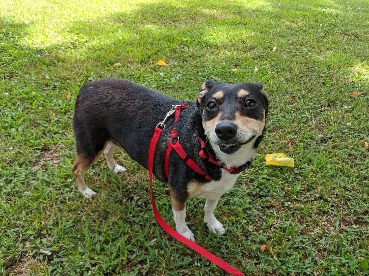 Pet Of The Week Zowie