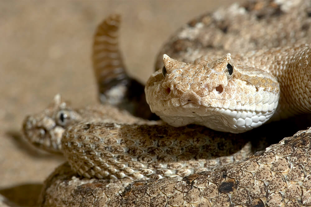 Rattlesnake
