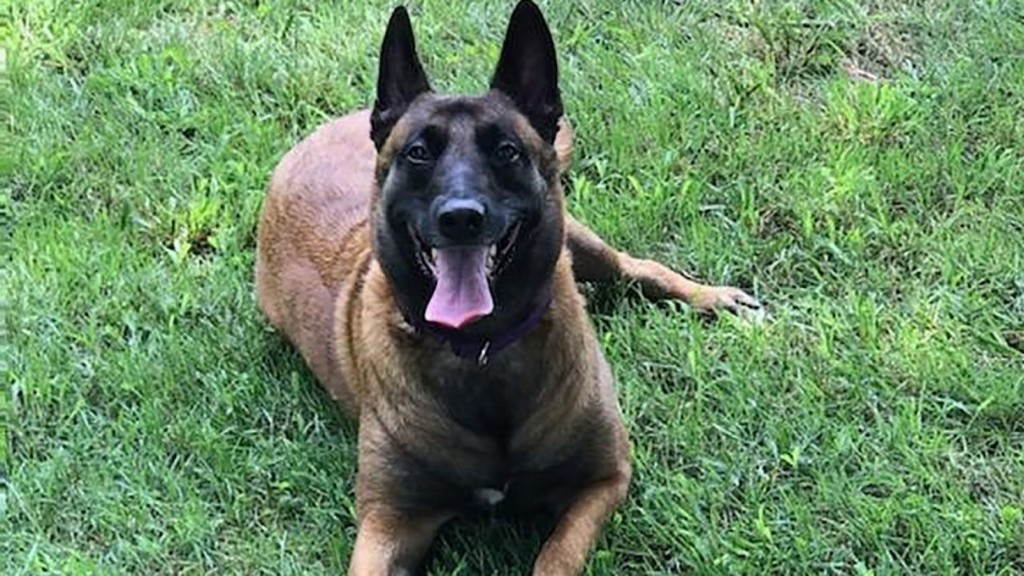 Tennessee Dog Saves Family Fire2