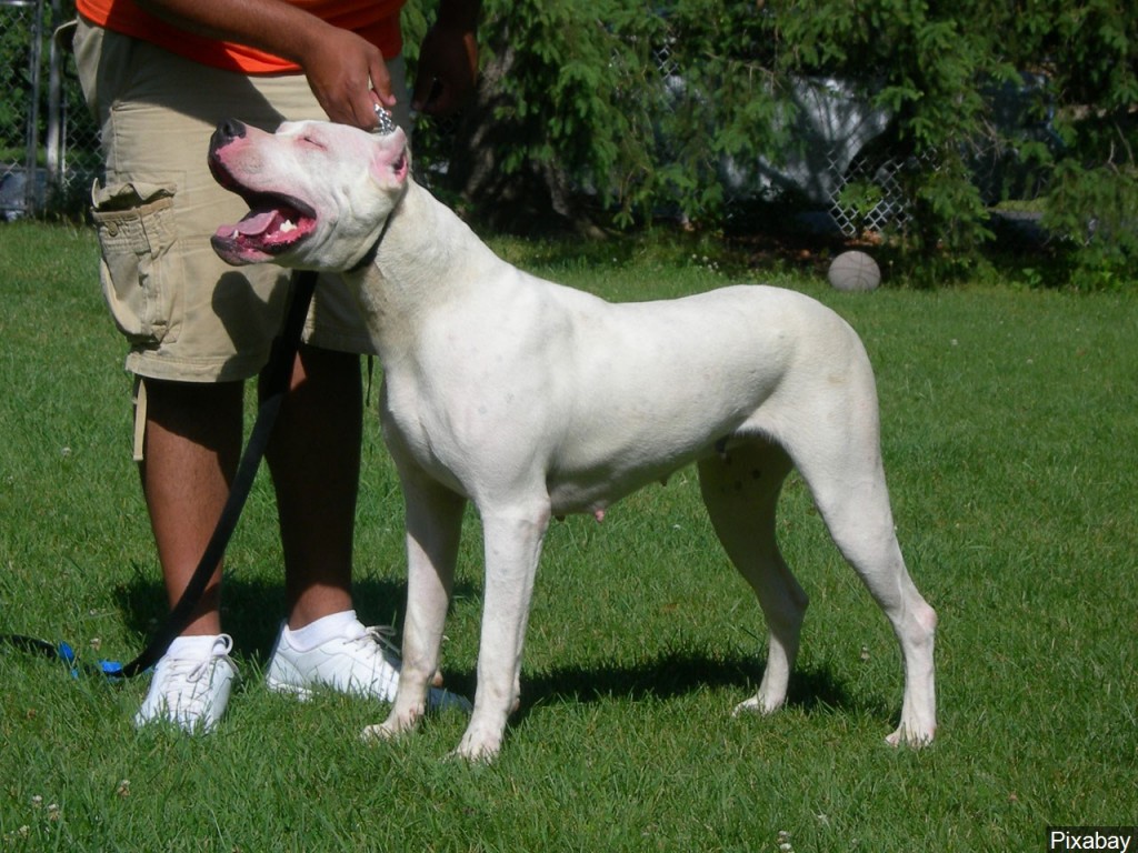 Dog Doggo Good Pupper