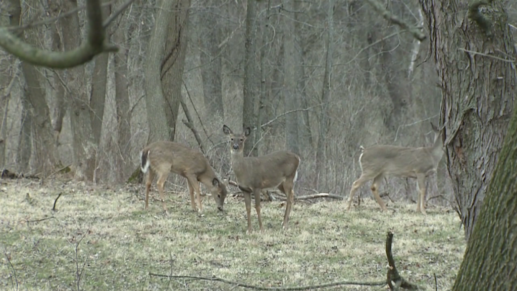 Screen Shot 2020 08 19 At 6.22.14 Pm