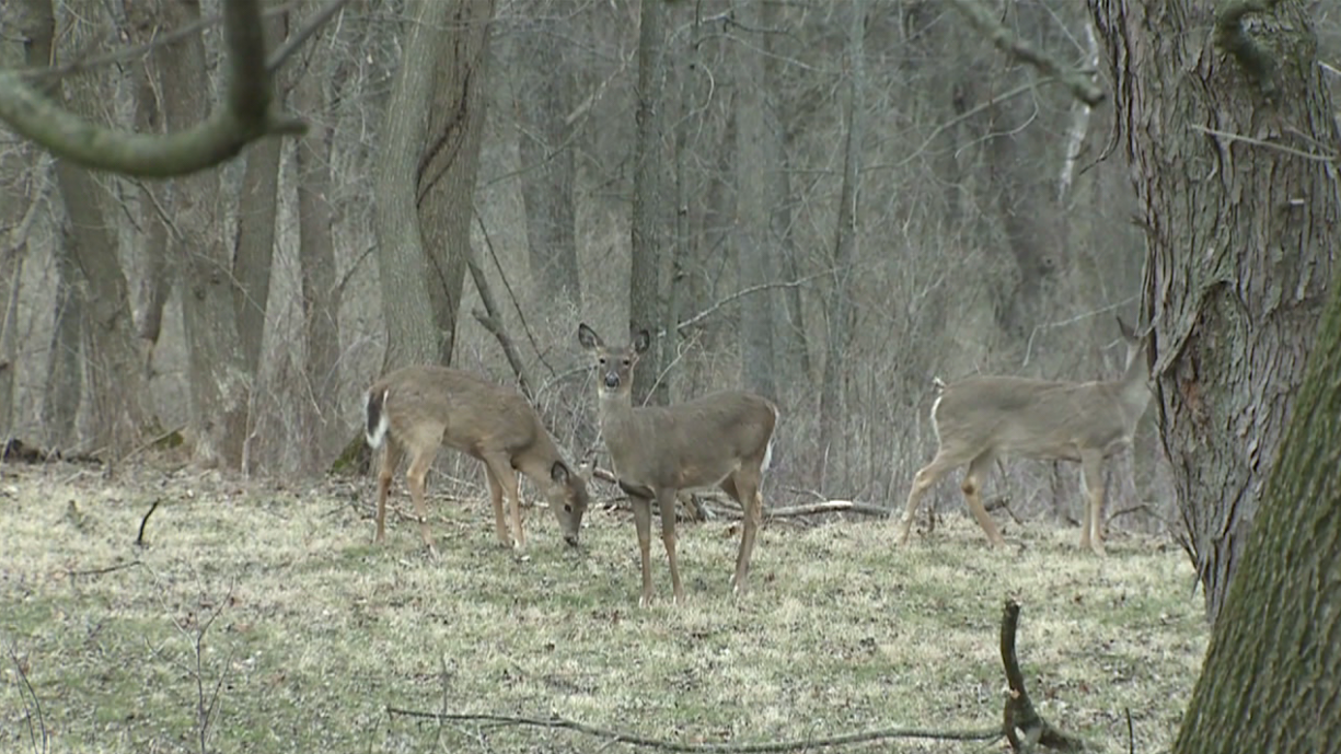Deer hunting season approaching for West Tennessee WBBJ TV