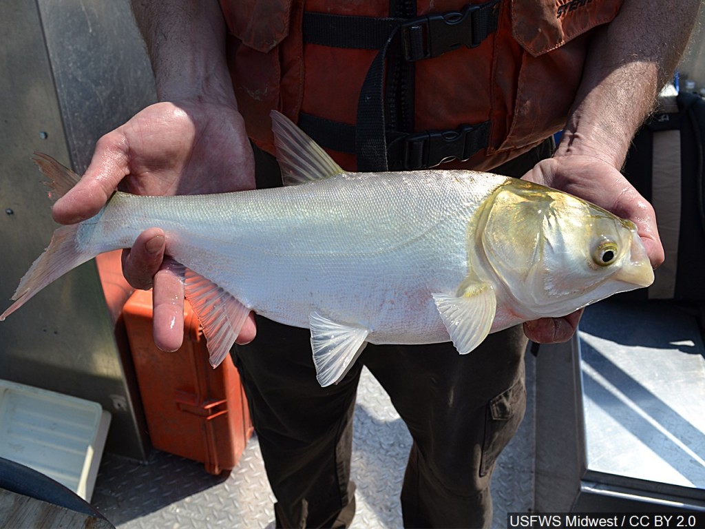 Mgn 1280x960 70314p00 Rhoxf