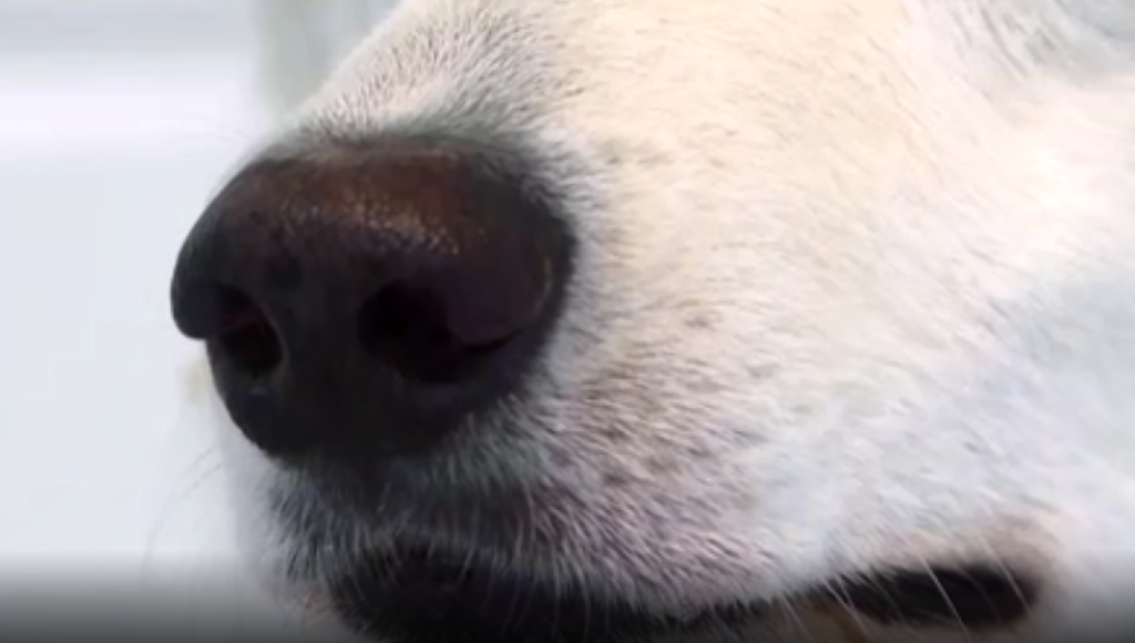Dog Sniff Covid