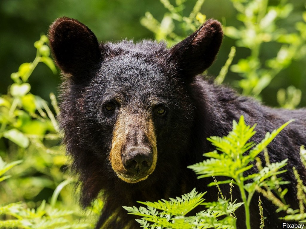 Mgn 1280x960 70620p00 Xjprd