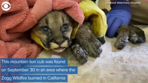 Mountain Lion Cub Rescued From Ca Wildfires