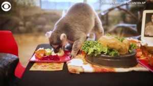 Lemurs Enjoy A Thanksgiving Feast
