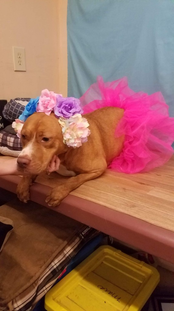 Pow Darcy