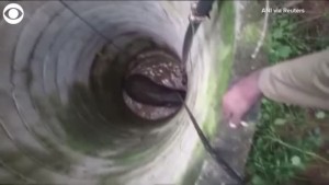 Elephant Rescued From Well