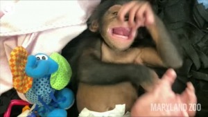 Baby Chimp