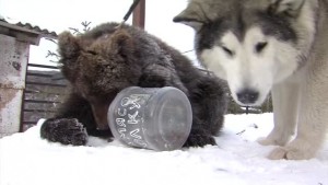 Dog And Bear Become Friends