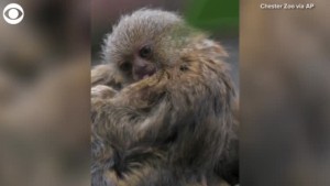 Pygmy Marmosets Born At Chester Zoo