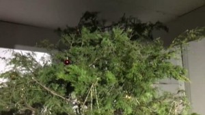 Christmas Tree Safety