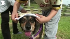 Dogs Dress Up In Christmas Outfits