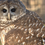 Birds Of Prey