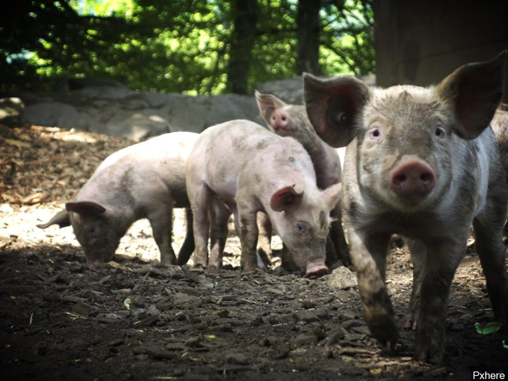 Mgn 1280x960 80904b00 Maoep