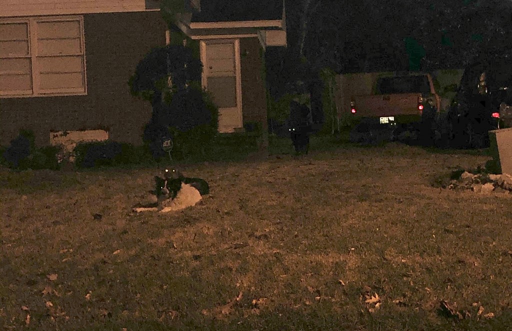 Feral dog pack continues to stalk Jackson neighborhoods WBBJ TV