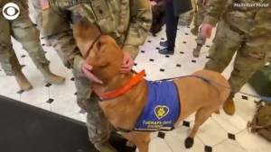 National Guard Troops Meet Therapy Dogs