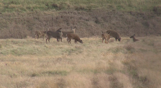 Screen Shot 2021 01 12 At 12.24.09 Pm