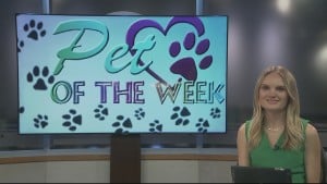 Pet Of The Week Jimmy And Timmy