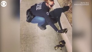 Police Officer Gives Ducklings A Lift