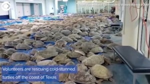 Cold Stunned Turtles Saved