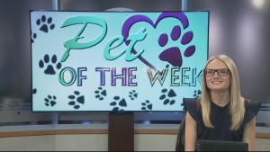 Pet Of The Week Spice